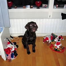 Labrador retriever Duncan