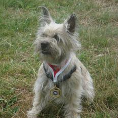Cairn terrier Tofthus' Muffin