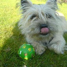 Cairn terrier Tofthus' Muffin