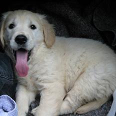 Golden retriever Lapija´s Bianca