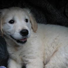 Golden retriever Lapija´s Bianca