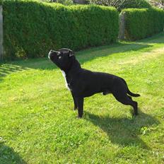 Staffordshire bull terrier Lukas