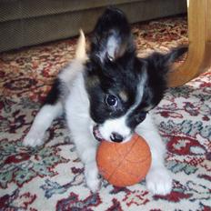 Papillon Heikra´s Frederikke