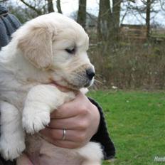 Golden retriever Lapija´s Bianca