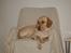 Labrador retriever Berta