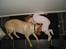 Labrador retriever Berta