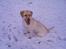 Labrador retriever Nellie - Jubiii sne