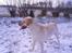 Labrador retriever Nellie - Jubii endelig kom der sne 24 marts 2008