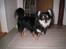 Chihuahua Hugo