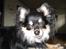 Chihuahua Hugo