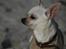 Chihuahua Anton