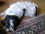 Blanding af racer Luna - ZzZzzzZz