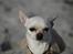 Chihuahua Anton