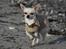Chihuahua Anton