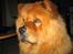 Chow chow Nørskov's Coca Cola Bimbo - Så er jeg blevet 1 år