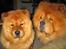 Chow chow Trever of The Chinas Joy - Her er jeg med min datter og hende er jeg rigtig glad for!
