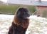 Chow chow baltho
