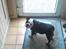 Engelsk bulldog R.I.P Berta <3