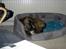 Blanding af racer Baloo mastiff / boxer - Elsker miit ben .