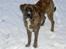 Blanding af racer Baloo mastiff / boxer - Jeg elsker sne !!