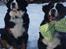 Berner sennenhund KAHLUA