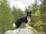 Border collie Søren - smukke Søren på en sten i Sverige..   :)