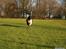 Border collie Søren - fuld fart frem!  :)