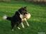 Border collie Søren - der var bolden igen..