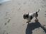 Blanding af racer Luna - Luna på stranden