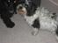 Blanding af racer Luna - Luna og Sif.. Som er mega fotogene.