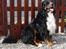Berner sennenhund Balou - (død 2011) - Er jeg ikke en flot fyr?