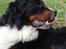 Berner sennenhund Balou - (død 2011) - En nydelig herre, ikk´ 
