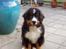 Berner sennenhund Balou - (død 2011) - Baby/lømmel?