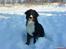 Berner sennenhund Balou - (død 2011) - Teenager.