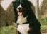 Berner sennenhund Balou - (død 2011) - Den flotte fyr, vi faldt for..... (billede fra tidligere ejer)
