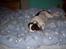 Blanding af racer Basse - Basse sover altid hi hi hi