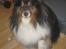 Shetland sheepdog Frida *død*