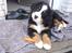 Berner sennenhund KAHLUA