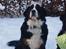 Berner sennenhund KAHLUA
