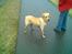 Labrador retriever Thor R.I.P.