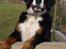 Berner sennenhund KAHLUA