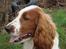 Welsh springer spaniel Balto