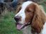 Welsh springer spaniel Balto