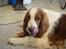 Welsh springer spaniel Balto - DET SMAGER GODT KAN DU TRO.