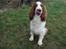 Welsh springer spaniel Balto