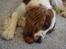 Welsh springer spaniel Balto - DET ER BARE GUF.