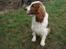 Welsh springer spaniel Balto