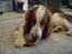 Welsh springer spaniel Balto - JEG VILLE GODT DELE, MEN JEG VILLE HAVE DET IGEN.