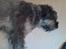 Riesenschnauzer Debbie (Død)