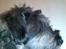 Riesenschnauzer Debbie (Død)